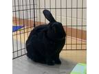 Adopt Zelda a American