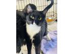 Adopt Lily a Domestic Short Hair