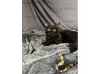 Adopt Tabitha a Domestic Medium Hair