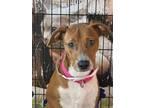 Adopt Sofie a Jack Russell Terrier, Labrador Retriever