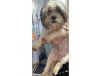 Adopt Joanie a Shih Tzu