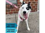 Adopt Luna a Husky, Pomeranian