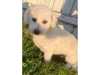 Adopt Abby a Bichon Frise