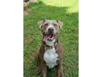 Adopt Tessa 53011 a Labrador Retriever, Pit Bull Terrier