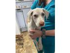 Adopt Isodora a Hound, Labrador Retriever