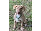 Adopt Ingrid a Hound, Labrador Retriever