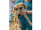 Adopt India a Hound, Labrador Retriever