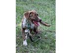Adopt Iggy a Hound, Labrador Retriever