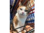 Adopt Cisco a Domestic Short Hair
