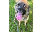 Adopt Arfwen a Chow Chow, Shepherd