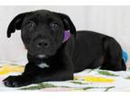 Adopt Bethany a American Staffordshire Terrier, Mixed Breed