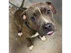 Adopt Sweet Pea a Pit Bull Terrier