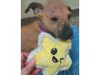 Adopt 75797A Liberty a Shepherd, Mixed Breed