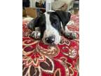 Adopt Cora a Hound, Mixed Breed
