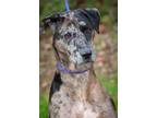 Adopt Jenna/Harlow/Marabeaux a Catahoula Leopard Dog