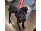 Adopt Summer a Black Labrador Retriever, Mixed Breed