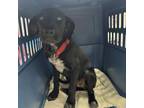 Adopt Spring a Black Labrador Retriever, Mixed Breed