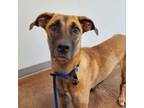 Adopt Flora a Great Dane, Hound
