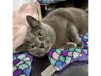Adopt Martha a Russian Blue, Domestic Short Hair