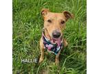 Adopt Hallie a Labrador Retriever