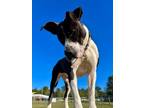 Adopt Spooks a Mixed Breed