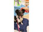 Adopt Zyla a Border Collie, Australian Shepherd