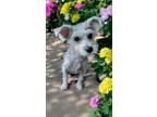 Adopt Fia a Yorkshire Terrier
