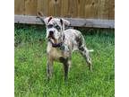 Adopt Gabriella a Catahoula Leopard Dog, Pit Bull Terrier