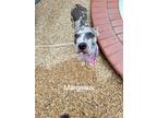 Adopt Margeaux a Catahoula Leopard Dog, Pit Bull Terrier