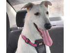 Adopt Kalei a Great Pyrenees, Shepherd