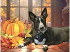 Adopt Emma 5 a Australian Cattle Dog / Blue Heeler