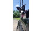 Adopt Lola 11 a American Staffordshire Terrier
