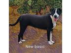 Adopt Macey a Labrador Retriever, Boxer