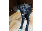Adopt Millie 5 a Australian Cattle Dog / Blue Heeler, Dutch Shepherd