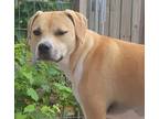 Adopt Brittany a Beagle, Fox Terrier