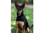 Adopt Layla a German Shepherd Dog, Doberman Pinscher