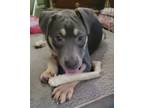 Adopt Bijoux a Catahoula Leopard Dog, Pit Bull Terrier