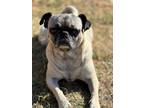 Adopt Beyonce a Pug