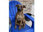 Adopt Lucy Sonora a Catahoula Leopard Dog