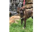 Adopt Tori a Mastiff, Rottweiler