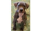 Adopt Angelique a Catahoula Leopard Dog, Pit Bull Terrier