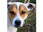 Adopt Stormy a Australian Cattle Dog / Blue Heeler, Pit Bull Terrier