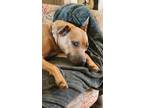 Adopt Aster a Black Mouth Cur, American Staffordshire Terrier
