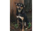 Adopt Cee Cee a Miniature Pinscher