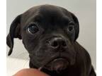 Adopt Magic Beauty - Garrone a Pug, Boxer