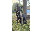 Adopt Payton a Australian Cattle Dog / Blue Heeler