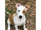 Adopt Stella 2 a Terrier, Boxer