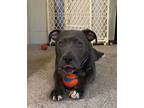 Adopt Wiggles a American Staffordshire Terrier
