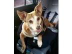 Adopt Ginger Ale a Dachshund