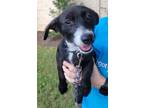 Adopt Applebloom a Dachshund